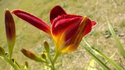 Thumb of 2016-07-02/DogsNDaylilies/ff3d00
