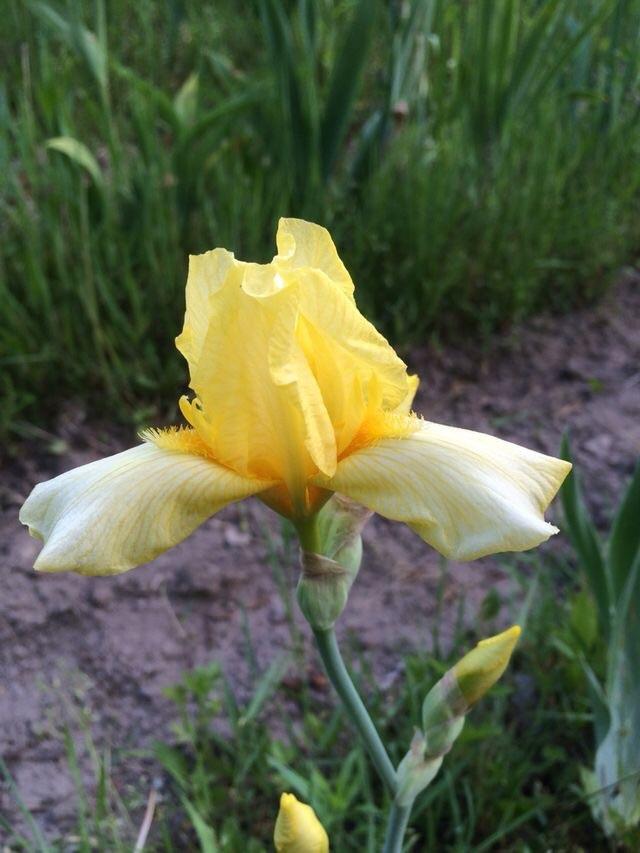 Photo of Tall Bearded Iris (Iris 'Chalice') uploaded by Lbsmitty