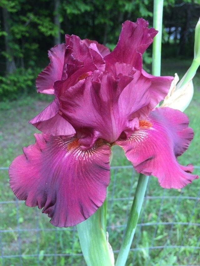 Photo of Tall Bearded Iris (Iris 'Rogue') uploaded by Lbsmitty