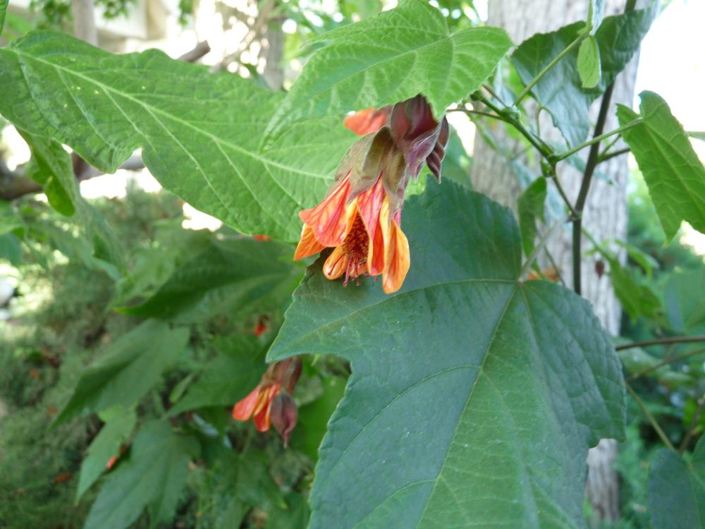 Photo of Trailing Abutilon (Callianthe megapotamica 'Red') uploaded by Ted5310
