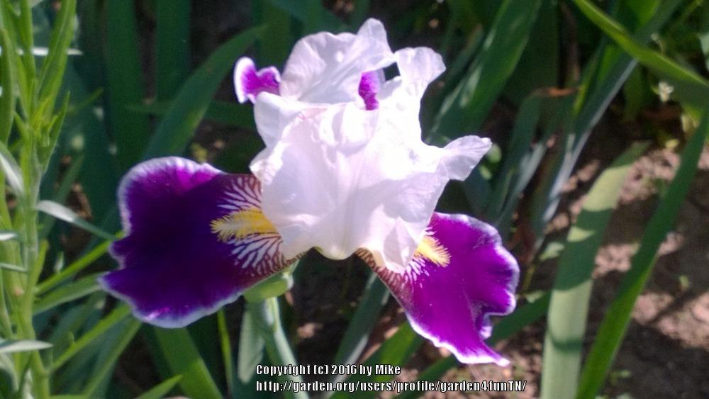 Photo of Tall Bearded Iris (Iris 'Wabash') uploaded by garden4funTN