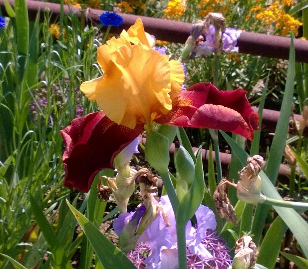 Photo of Tall Bearded Iris (Iris 'Supreme Sultan') uploaded by garden4funTN