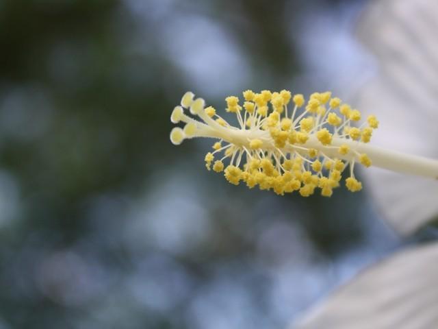 Photo of White Texas Star Hibiscus (Hibiscus coccineus 'Alba') uploaded by gingin