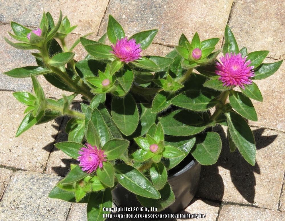 Photo of Globe Amaranth (Gomphrena 'Pink Zazzle') uploaded by plantladylin