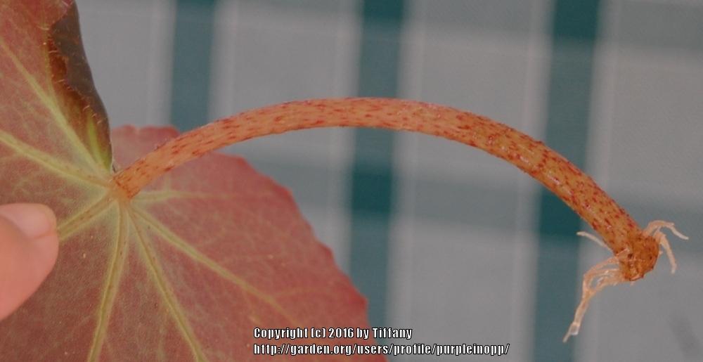 Photo of Beefsteak Begonia (Begonia 'Erythrophylla') uploaded by purpleinopp