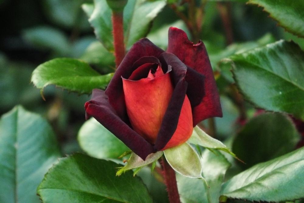 Photo of Rose (Rosa 'Garden Director Bartje Miller') uploaded by sunnyvalley