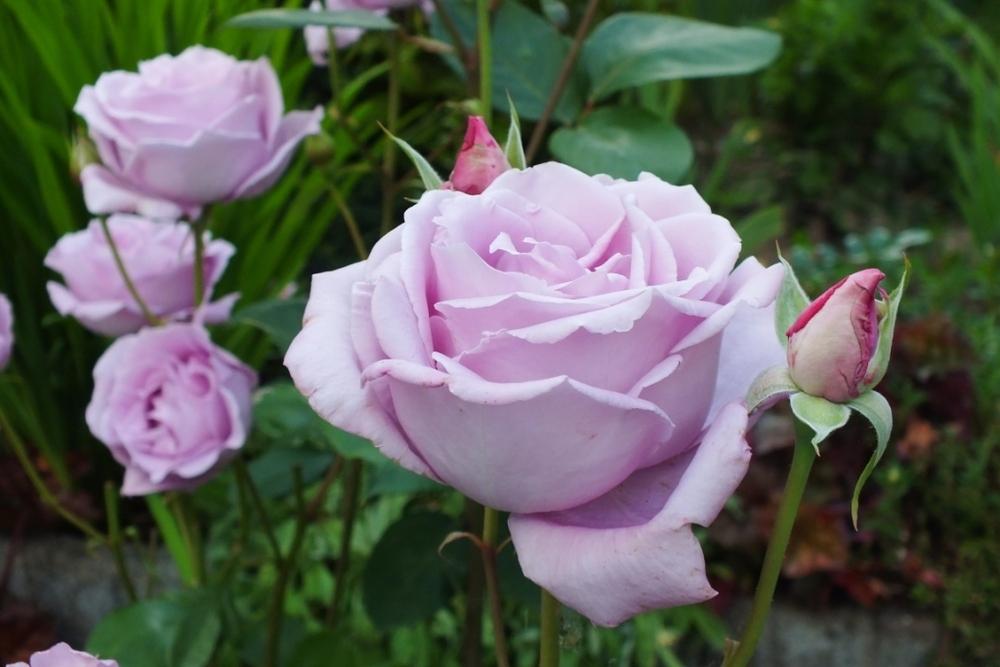 Photo of Rose (Rosa 'Blue Moon') uploaded by sunnyvalley