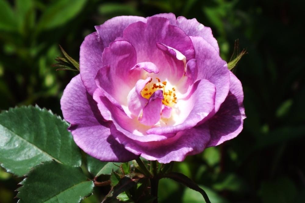 Photo of Floribunda Rose (Rosa 'Blue for You') uploaded by sunnyvalley