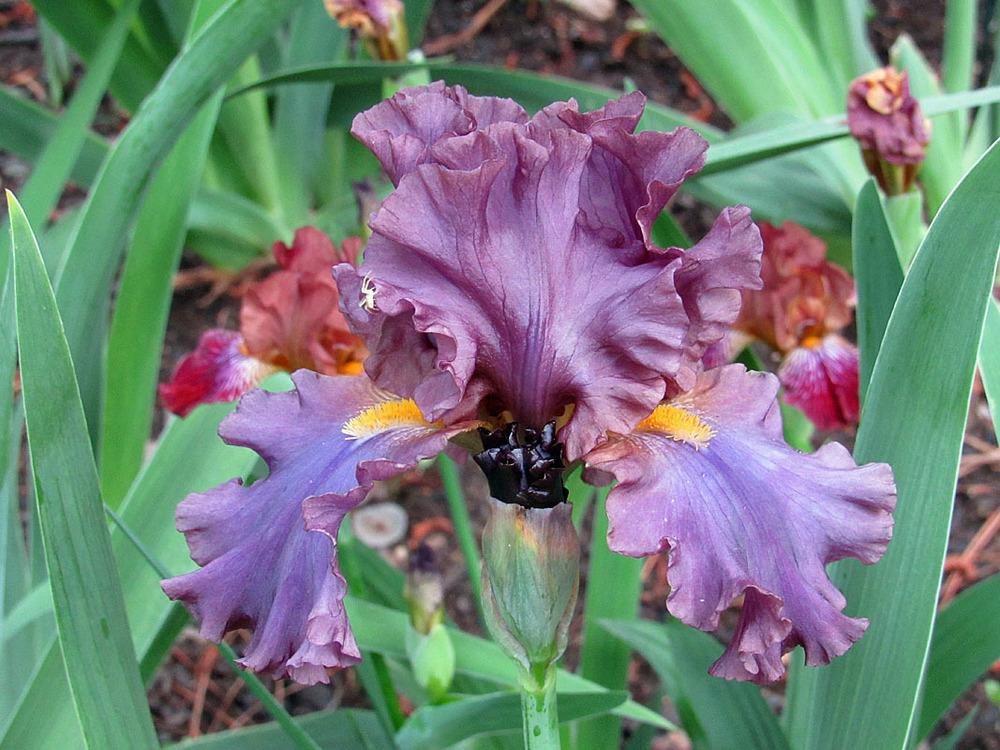 Photo of Border Bearded Iris (Iris 'Devil's Waltz') uploaded by Lestv