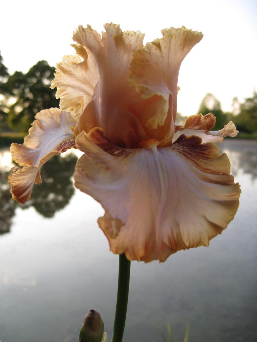 Photo of Tall Bearded Iris (Iris 'Orange Toffee') uploaded by barashka