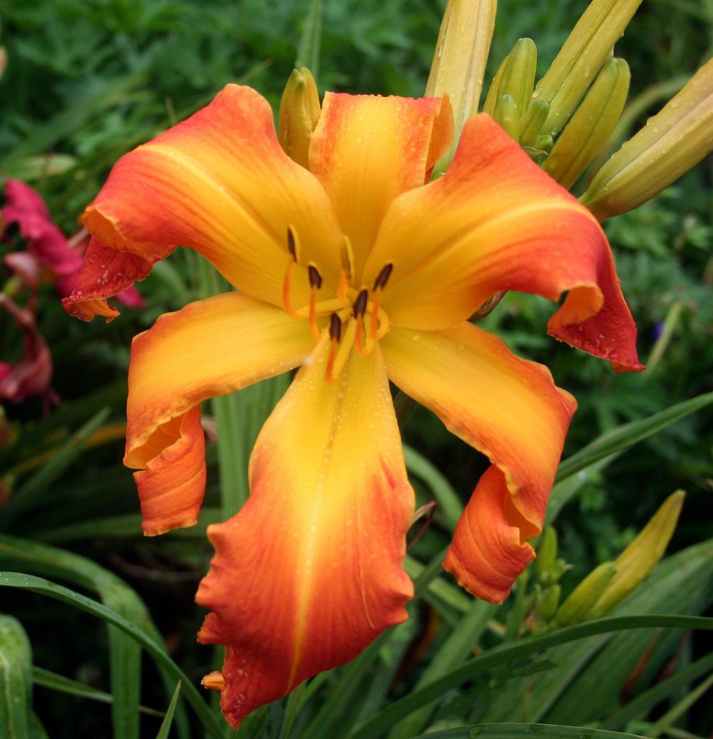 Photo of Daylily (Hemerocallis 'A Bloom with a View') uploaded by floota