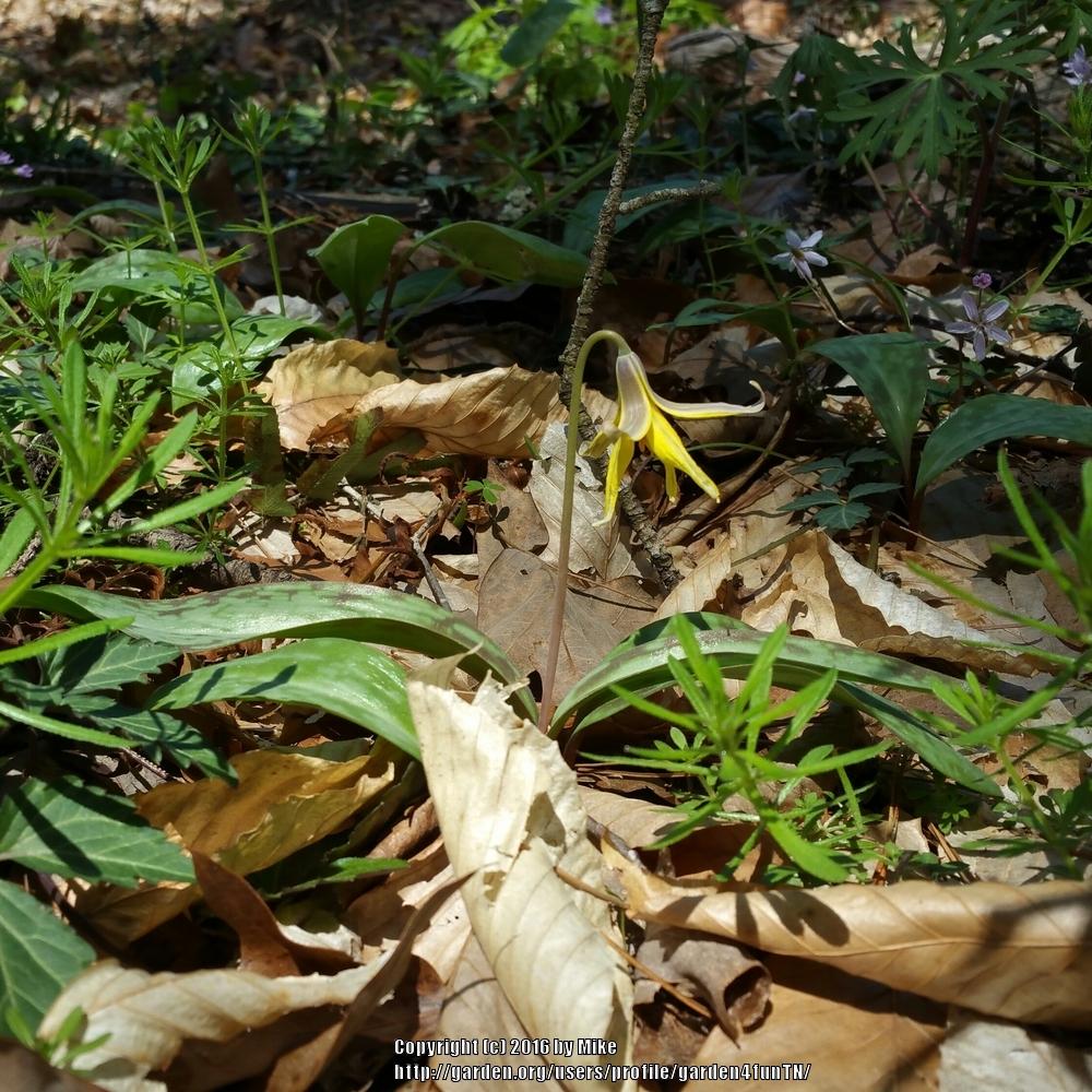 Photo of Trout Lily (Erythronium americanum) uploaded by garden4funTN