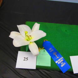 Location: St Louis Lily Show at Mobot
Date: 2016-06-18