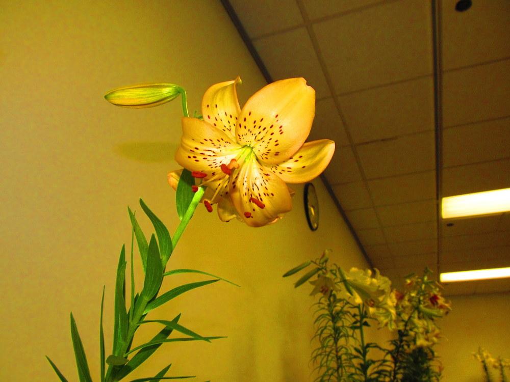 Photo of Lily (Lilium 'Golden Valley') uploaded by jmorth