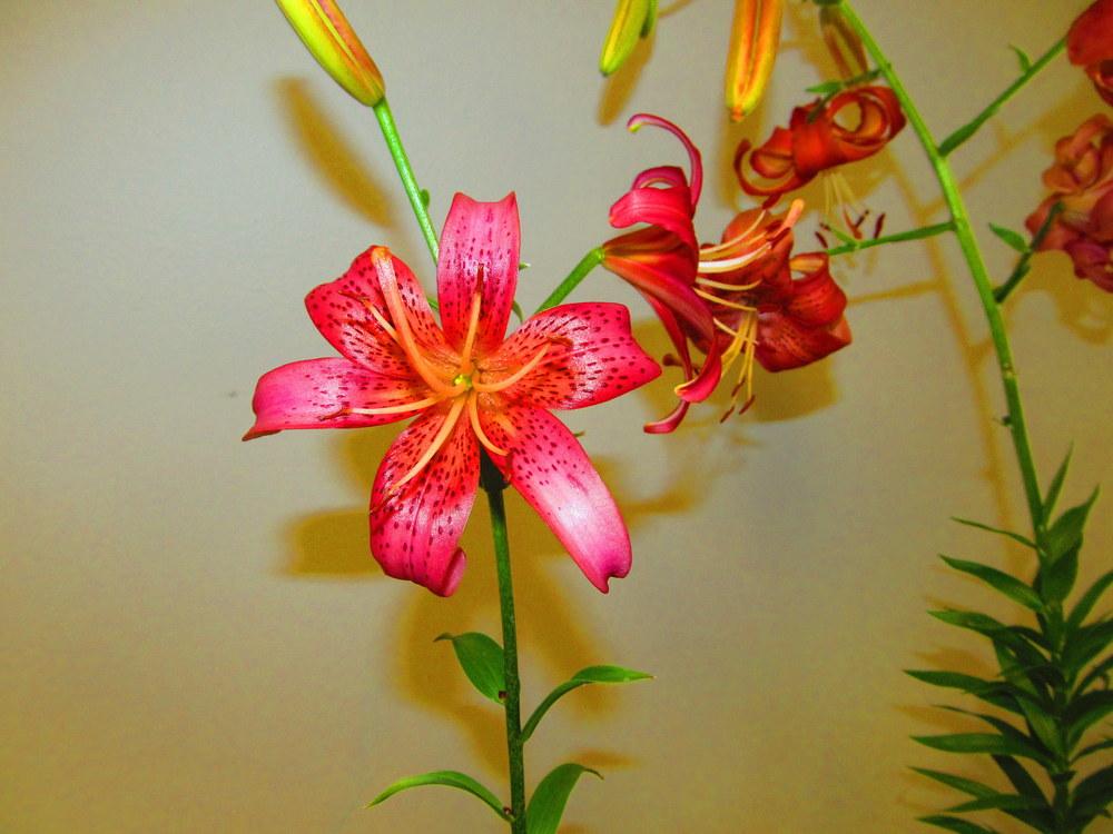 Photo of Lily (Lilium 'Robinson's Comet') uploaded by jmorth