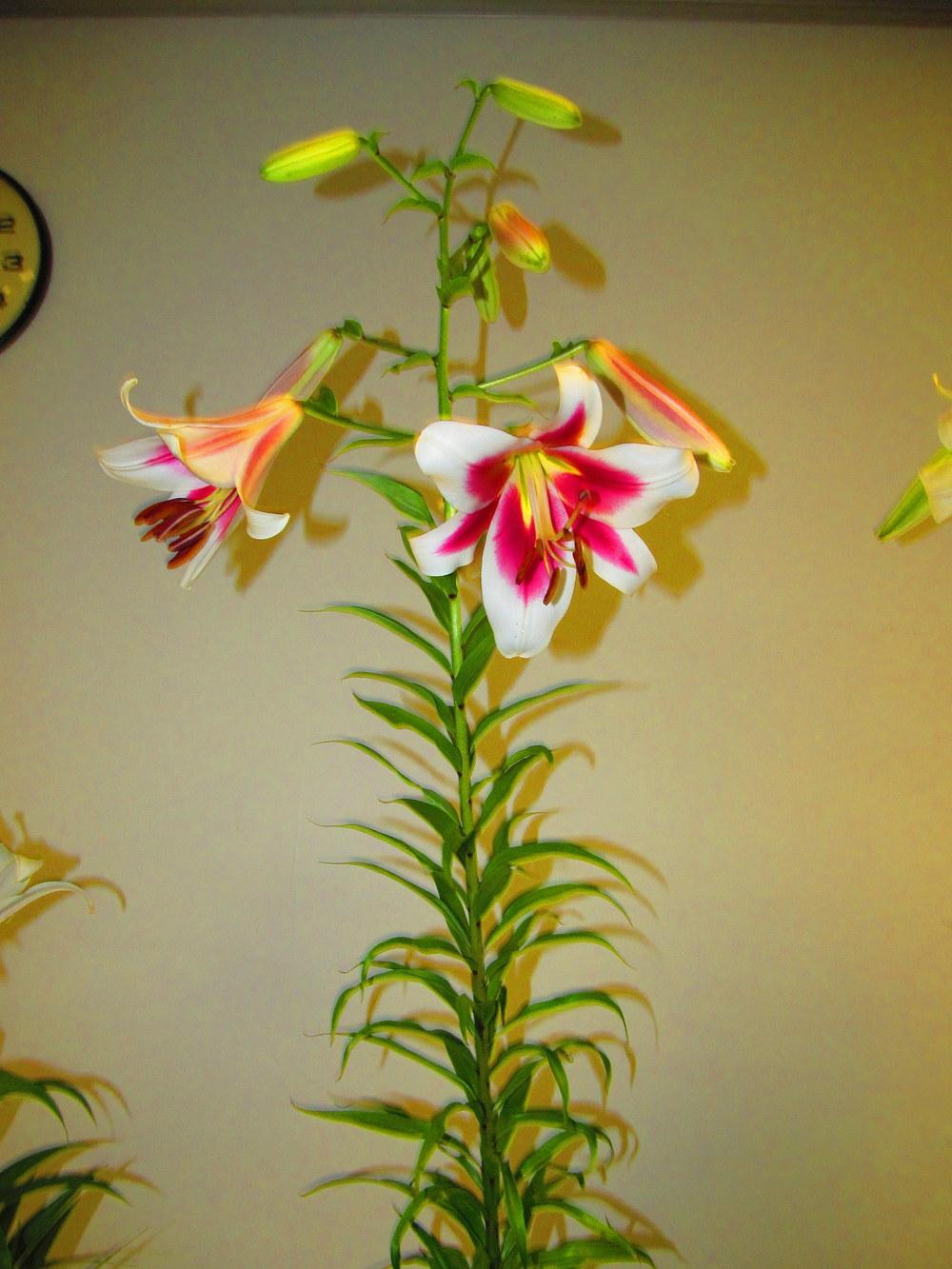 Photo of Lily (Lilium 'Silk Road') uploaded by jmorth