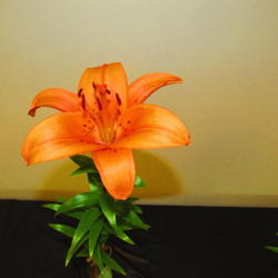Location: St Louis Lily Show at Mobot
Date: 2016-06-18