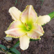 Yellow and pink unknown daylily