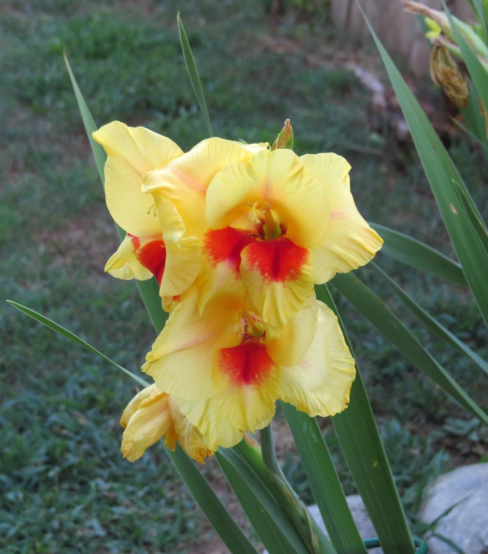 Photo of Gladiola (Gladiolus) uploaded by trialsz63