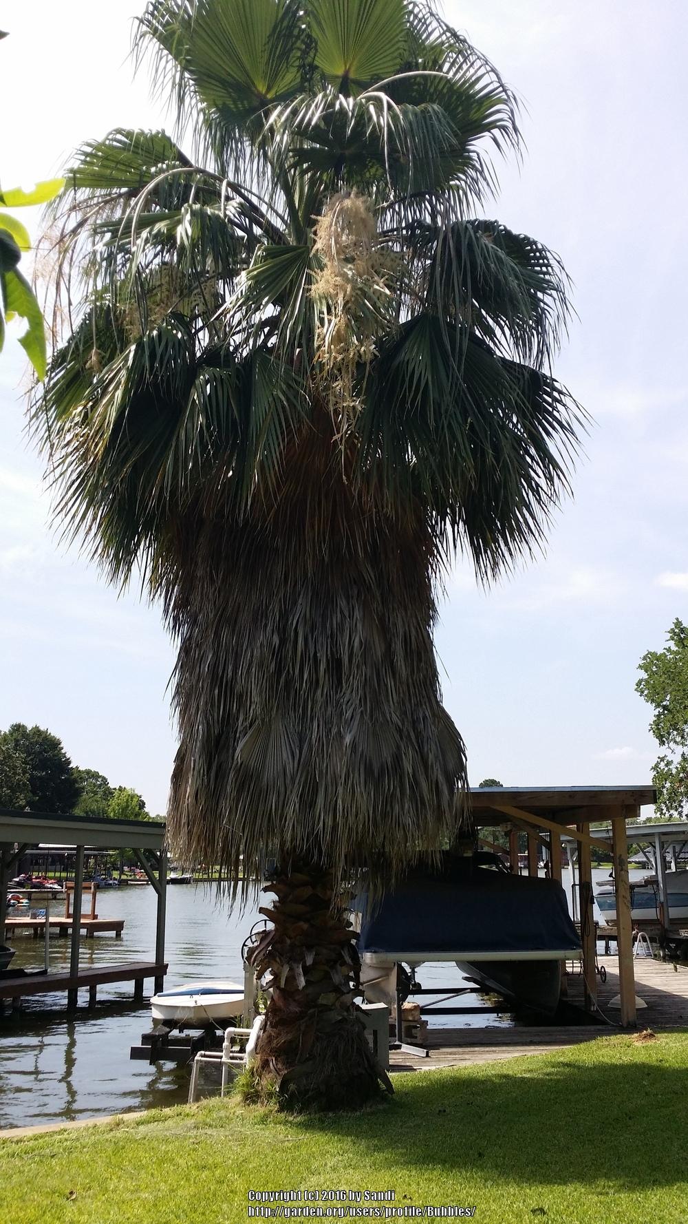 Photo of Mexican Fan Palm (Washingtonia robusta) uploaded by Bubbles