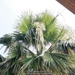 Location: Austin ,TX
Date: 2016-07-04
Twelve year old palm, first flowers