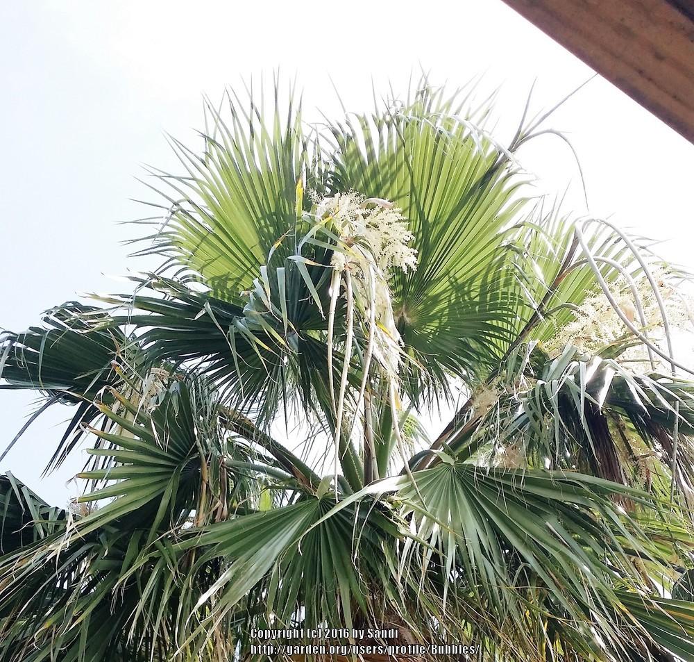 Photo of Mexican Fan Palm (Washingtonia robusta) uploaded by Bubbles