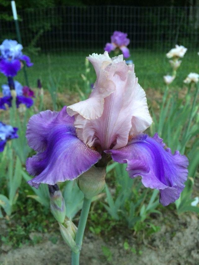 Photo of Tall Bearded Iris (Iris 'Sotto Voce') uploaded by Lbsmitty