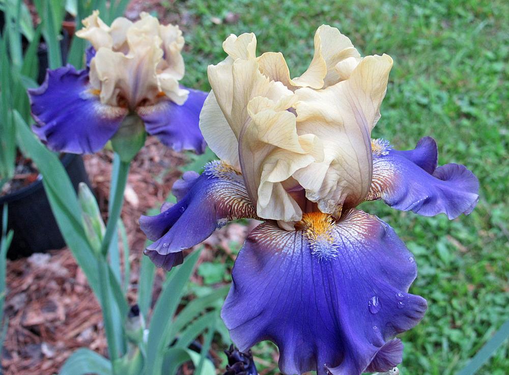 Photo of Tall Bearded Iris (Iris 'First Avenue') uploaded by Lestv