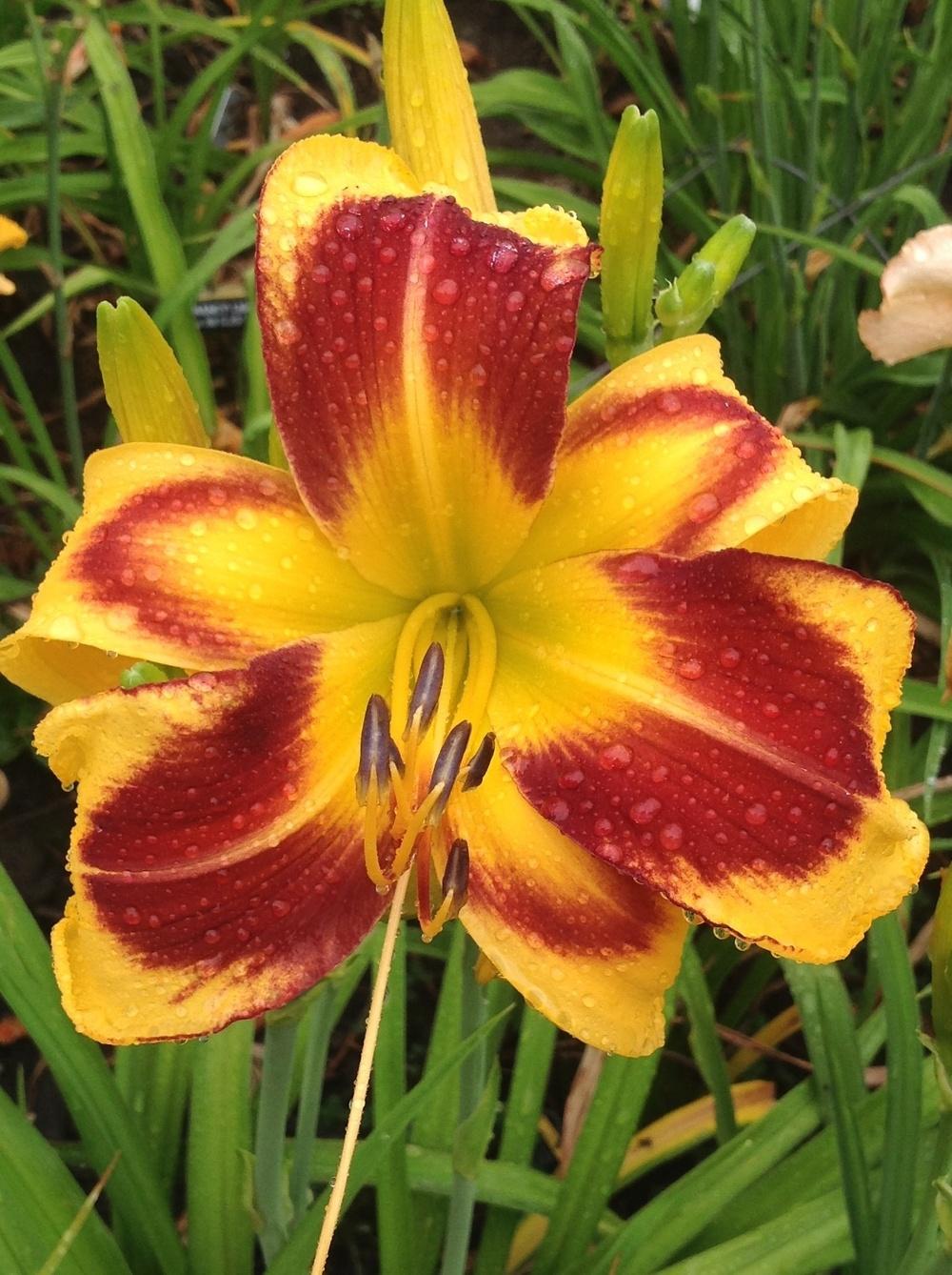 Photo of Daylily (Hemerocallis 'Cosmo Queen') uploaded by Lilydaydreamer