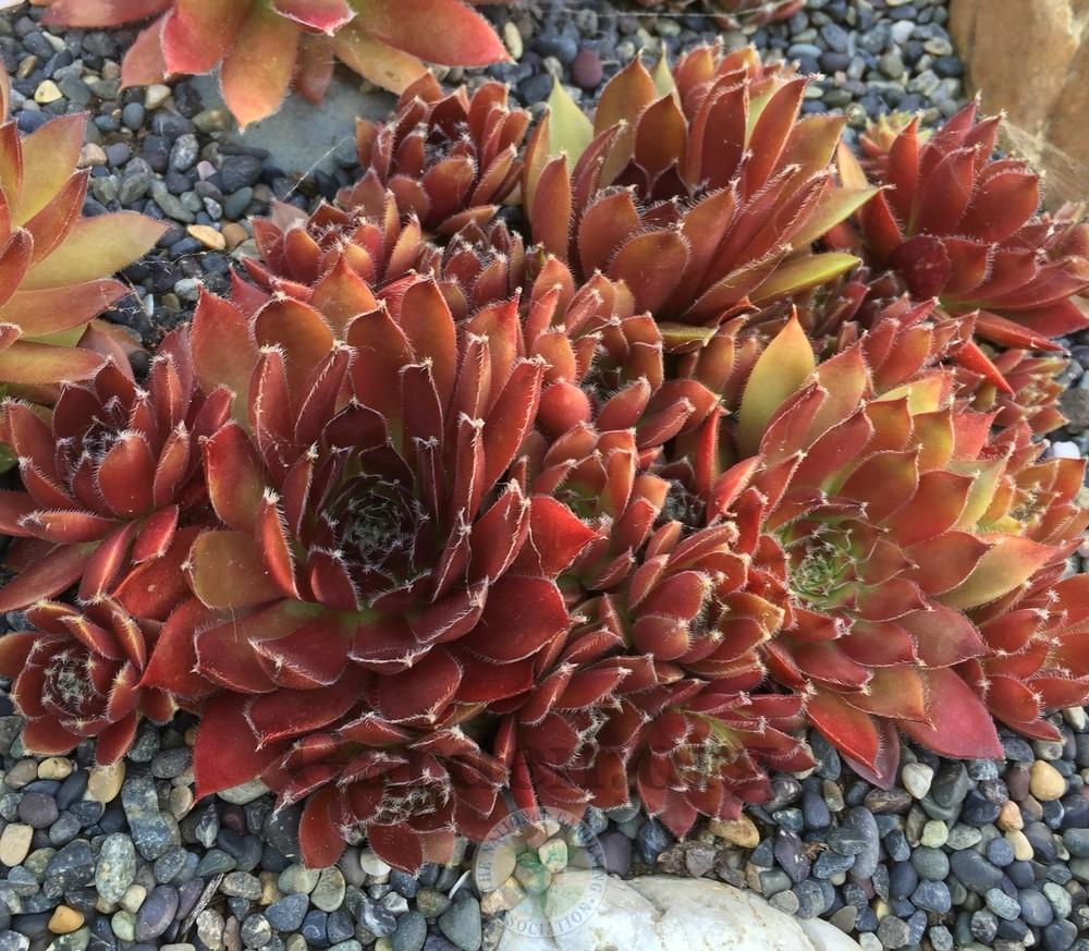 Photo of Hen and Chicks (Sempervivum 'Jeanne d'Arc') uploaded by Patty