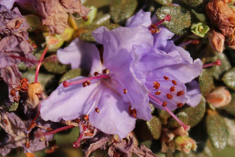 Photo of Dwarf Rhododendron (Rhododendron fastigiatum) uploaded by RuuddeBlock