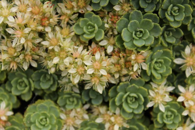 Photo of Afghan Stonecrop (Rhodiola pachyclada) uploaded by RuuddeBlock