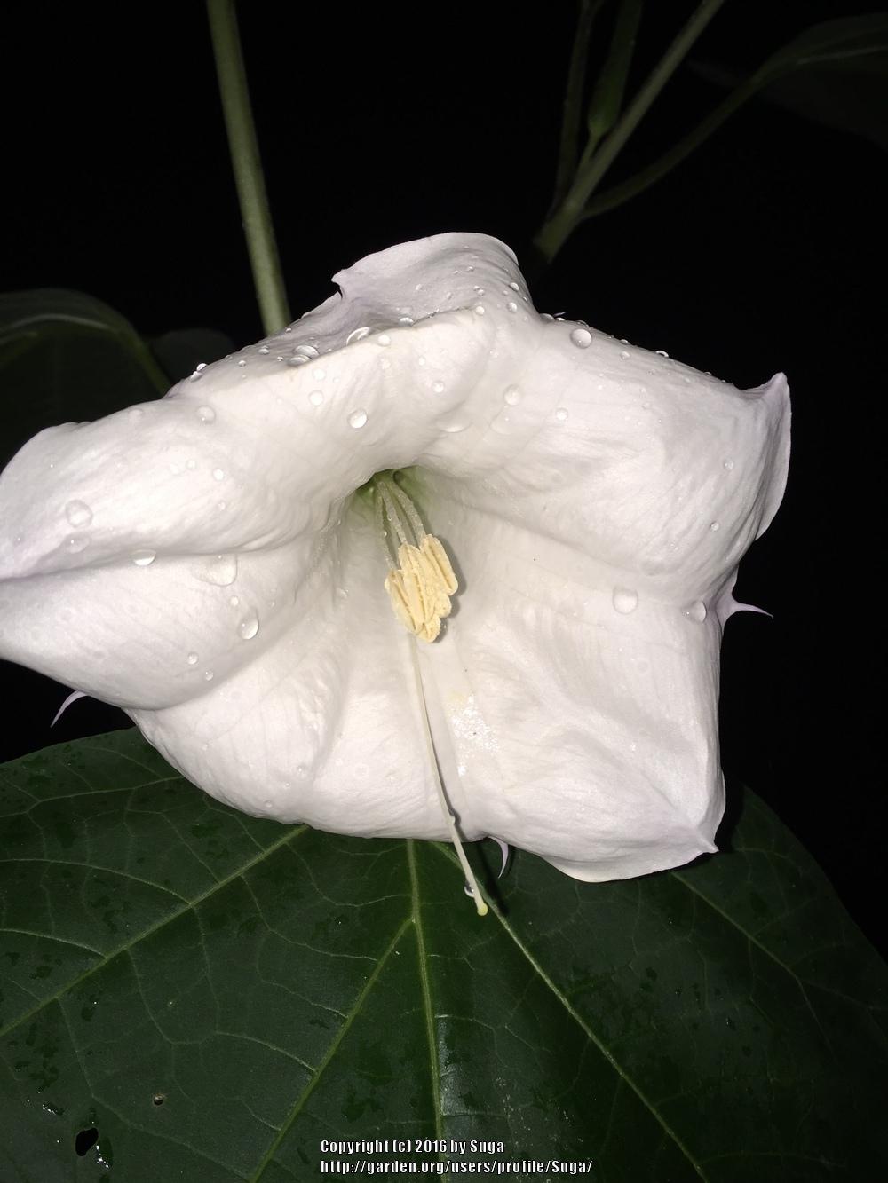 Photo of Jimson Weed (Datura innoxia) uploaded by Suga