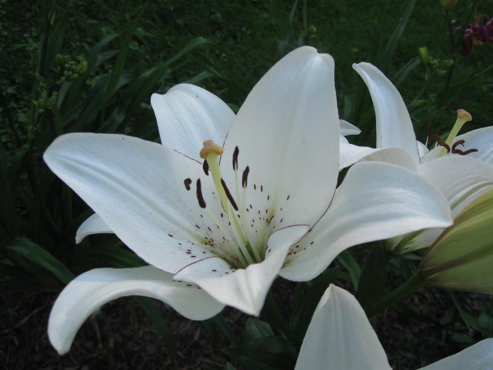 Photo of Lily (Lilium 'Eyeliner') uploaded by alwaysbehindMN