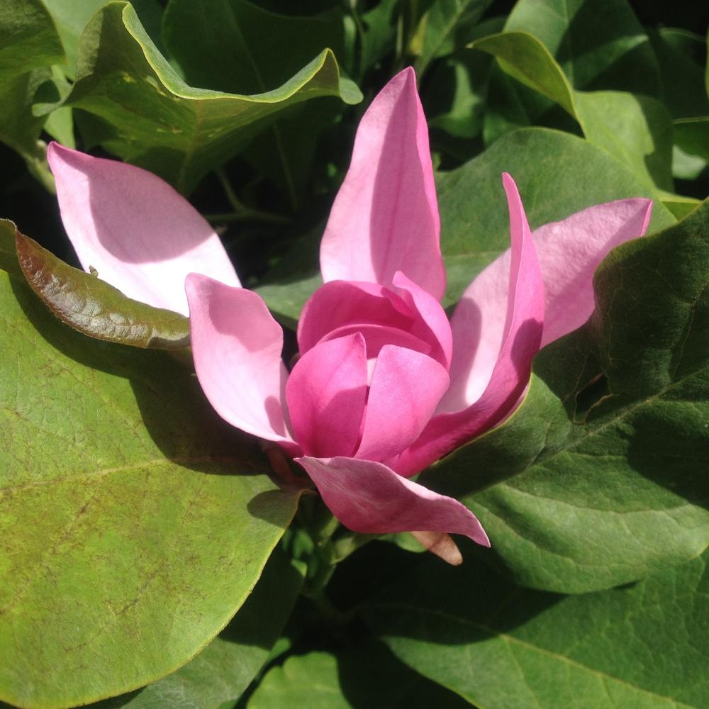 Photo of Magnolia 'Ann' uploaded by csandt
