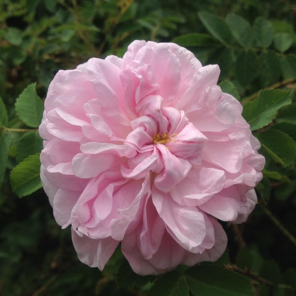 Photo of Rose (Rosa 'Stanwell Perpetual') uploaded by csandt