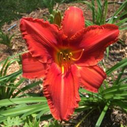 Location: my zone 5 garden
Date: 2016-07-03
over 3 feet tall on strong scapes - fantastic glowing dark orange