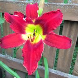 Location: my zone 5 garden
Date: 2016-07-04
1st bloom on a 1 year old plant - it was a bonus plant - somethin