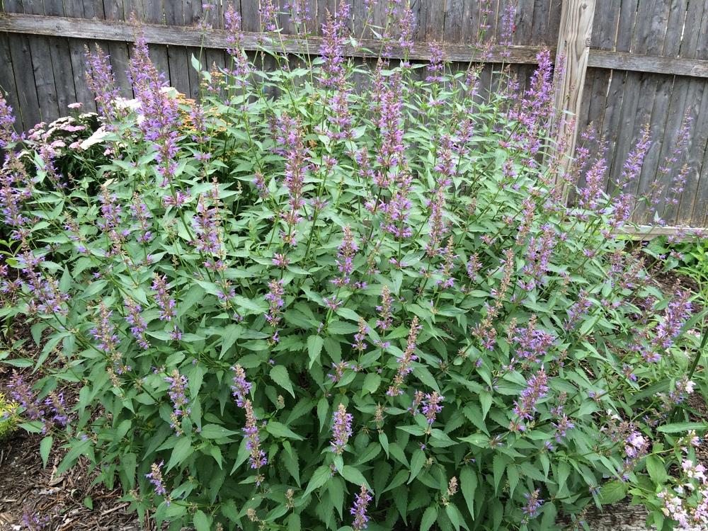 Photo of Catmint (Nepeta x faassenii 'Walker's Low') uploaded by nativeplantlover
