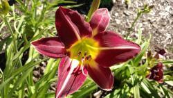 Thumb of 2016-07-05/DogsNDaylilies/0c93bb