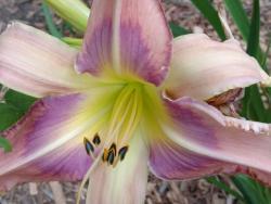 Thumb of 2016-07-05/DogsNDaylilies/0eb0a5
