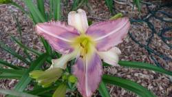 Thumb of 2016-07-05/DogsNDaylilies/3bb001