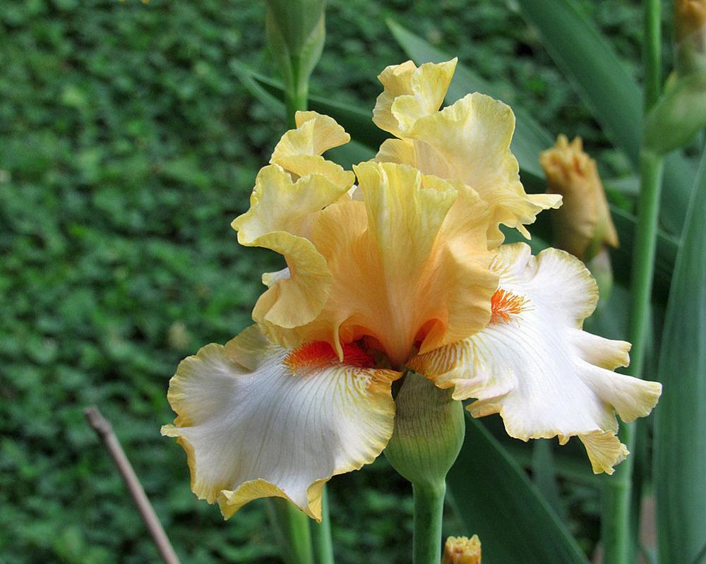 Photo of Tall Bearded Iris (Iris 'Champagne Waltz') uploaded by Lestv