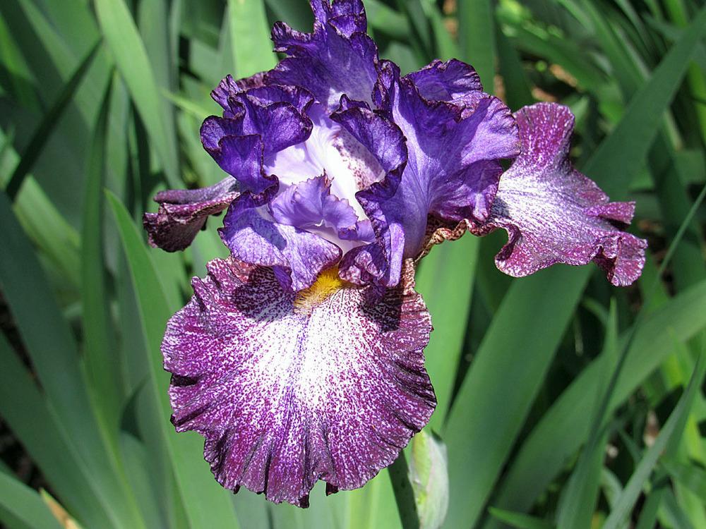 Photo of Tall Bearded Iris (Iris 'Ball of Confusion') uploaded by Lestv