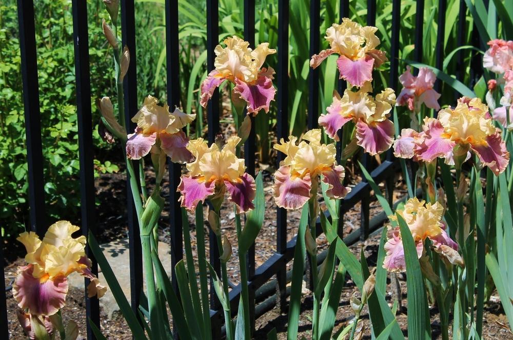 Photo of Tall Bearded Iris (Iris 'Act of Kindness') uploaded by Meredith79