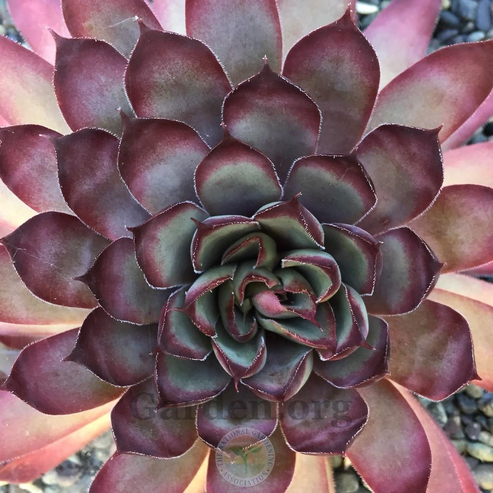 Photo of Hen and Chicks (Sempervivum 'Solange') uploaded by Patty