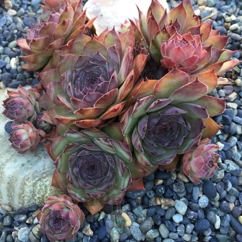 Photo of Hen and Chicks (Sempervivum 'Mary-Beth') uploaded by Patty