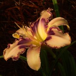 Location: At home in Aiken, SC 
Date: June 2016
Available at BLUE RIDGE DAYLILIES, Alexander, NC.
