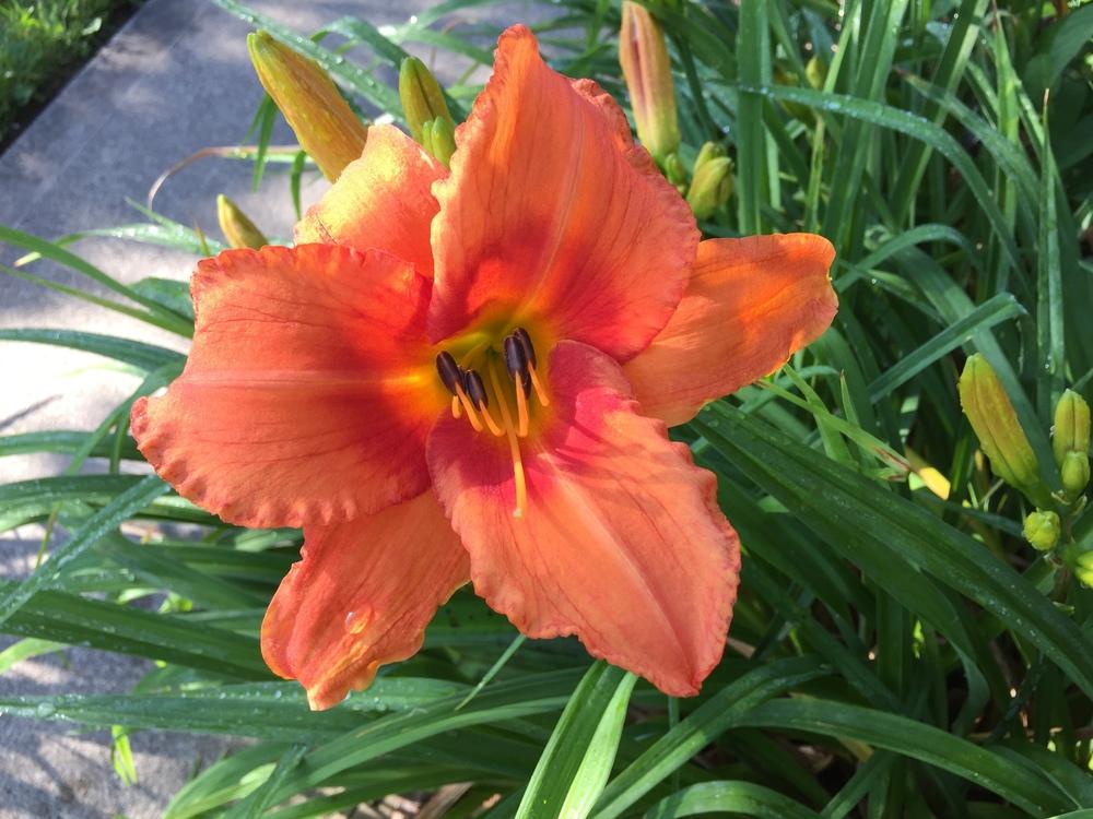 Photo of Daylily (Hemerocallis 'Leebea Orange Crush') uploaded by cottelpg