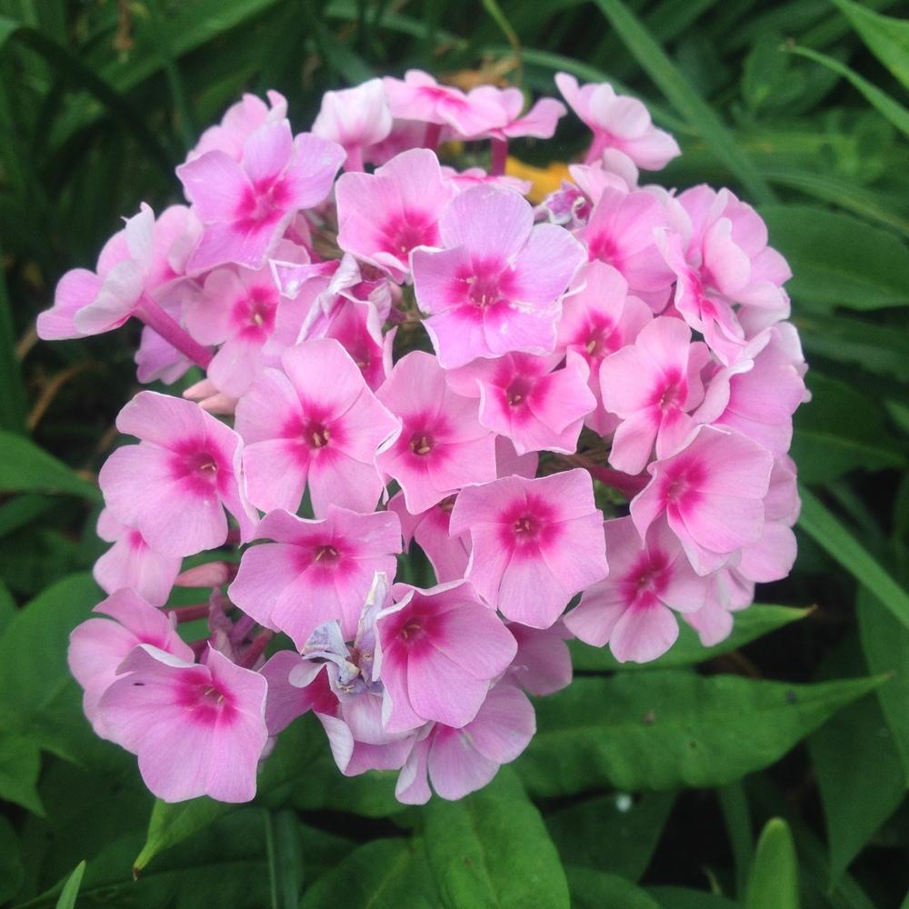 Photo of Phlox paniculata 'Pixie Twinkle' uploaded by csandt